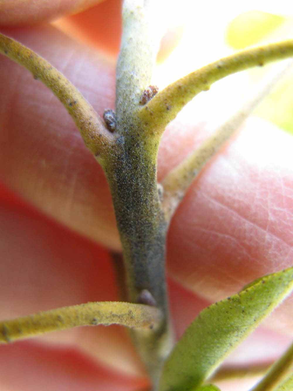              First year twig (Winter Haven, FL)            